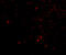 Protein NipSnap homolog 1 antibody, 4535, ProSci, Immunofluorescence image 