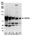 Leucine Rich Repeat Containing 8 VRAC Subunit A antibody, A304-175A, Bethyl Labs, Western Blot image 