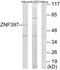 Zinc Finger Protein 397 antibody, PA5-38738, Invitrogen Antibodies, Western Blot image 