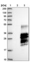 Chromosome 3 Open Reading Frame 18 antibody, NBP1-83405, Novus Biologicals, Western Blot image 