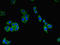 Catsper Channel Auxiliary Subunit Epsilon antibody, LS-C394650, Lifespan Biosciences, Immunofluorescence image 