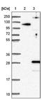 DPY30 Domain Containing 1 antibody, NBP1-88780, Novus Biologicals, Western Blot image 