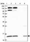COX assembly mitochondrial protein homolog antibody, NBP1-86786, Novus Biologicals, Western Blot image 