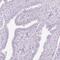 Leukocyte Cell Derived Chemotaxin 2 antibody, PA5-60541, Invitrogen Antibodies, Immunohistochemistry frozen image 