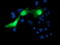 Protein C inhibitor antibody, TA504380, Origene, Immunofluorescence image 