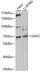 Glutamate Decarboxylase 2 antibody, GTX32615, GeneTex, Western Blot image 