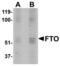 FTO Alpha-Ketoglutarate Dependent Dioxygenase antibody, TA306766, Origene, Western Blot image 