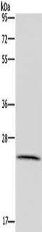 Leucine Rich Repeat Containing 57 antibody, TA350143, Origene, Western Blot image 