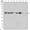 Aurora Kinase A antibody, LS-C812504, Lifespan Biosciences, Enzyme Linked Immunosorbent Assay image 