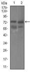 Guanylate cyclase soluble subunit alpha-3 antibody, MA5-17086, Invitrogen Antibodies, Western Blot image 