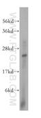 Methyltransferase Like 5 antibody, 16791-1-AP, Proteintech Group, Western Blot image 