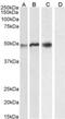 Neutrophil cytosol factor 1 antibody, NB100-790, Novus Biologicals, Western Blot image 