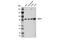 hRAD54 antibody, 15016S, Cell Signaling Technology, Western Blot image 