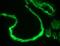 NSFL1 Cofactor antibody, orb69677, Biorbyt, Immunofluorescence image 