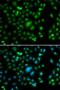 ETS-related transcription factor Elf-5 antibody, LS-C346265, Lifespan Biosciences, Immunofluorescence image 