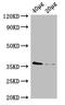 E. coli dcyD antibody, orb241404, Biorbyt, Western Blot image 