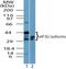Eukaryotic translation initiation factor 3 subunit G antibody, NBP2-24685, Novus Biologicals, Western Blot image 