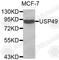 Ubiquitin Specific Peptidase 49 antibody, A3402, ABclonal Technology, Western Blot image 
