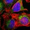 Keratin 18 antibody, HPA001605, Atlas Antibodies, Immunofluorescence image 