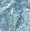 Palmdelphin antibody, NBP2-82018, Novus Biologicals, Immunohistochemistry frozen image 