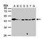 Mannose Phosphate Isomerase antibody, LS-C185557, Lifespan Biosciences, Western Blot image 