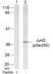 JunD Proto-Oncogene, AP-1 Transcription Factor Subunit antibody, GTX50107, GeneTex, Western Blot image 