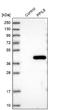 Peptidylprolyl Isomerase Like 6 antibody, NBP1-88766, Novus Biologicals, Western Blot image 