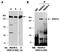 Cyclin-dependent kinase 4 inhibitor B antibody, orb131695, Biorbyt, Western Blot image 