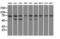 mtHSP70 antibody, LS-C784363, Lifespan Biosciences, Western Blot image 