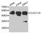 C-Type Lectin Domain Containing 11A antibody, A3634, ABclonal Technology, Western Blot image 