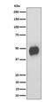 Basigin (Ok Blood Group) antibody, M00248-7, Boster Biological Technology, Western Blot image 