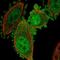 Chromosome 19 Open Reading Frame 33 antibody, PA5-66274, Invitrogen Antibodies, Immunofluorescence image 
