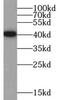 Heterogeneous nuclear ribonucleoprotein A3 antibody, FNab03948, FineTest, Western Blot image 