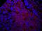 Insulin Receptor Substrate 1 antibody, IHC-00357, Bethyl Labs, Immunohistochemistry frozen image 