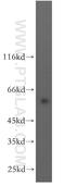 Hyaluronidase 3 antibody, 19625-1-AP, Proteintech Group, Western Blot image 