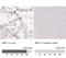 Mannose Receptor antibody, NBP1-90020, Novus Biologicals, Immunohistochemistry frozen image 