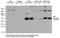 Cas9 antibody, TA811327, Origene, Immunoprecipitation image 