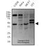 Vacuole Membrane Protein 1 antibody, NBP2-78784, Novus Biologicals, Western Blot image 