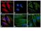 Mouse IgG (H+L) antibody, A-11020, Invitrogen Antibodies, Immunofluorescence image 