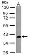 SEC14 Like Lipid Binding 2 antibody, PA5-30472, Invitrogen Antibodies, Western Blot image 