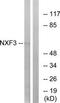 Nuclear RNA Export Factor 3 antibody, TA315614, Origene, Western Blot image 