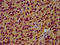 Siah E3 Ubiquitin Protein Ligase 2 antibody, LS-C681330, Lifespan Biosciences, Immunohistochemistry paraffin image 