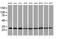 RNA Polymerase II Subunit E antibody, MA5-25454, Invitrogen Antibodies, Western Blot image 