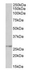 Nicotinamide Nucleotide Adenylyltransferase 3 antibody, orb125179, Biorbyt, Western Blot image 