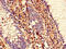 SUMO Specific Peptidase 1 antibody, CSB-PA885787LA01HU, Cusabio, Immunohistochemistry frozen image 