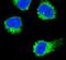 Nerve Growth Factor antibody, PA5-14872, Invitrogen Antibodies, Immunofluorescence image 
