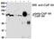 Cleavage Stimulation Factor Subunit 2 antibody, TA326335, Origene, Western Blot image 