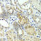 Hydroxymethylglutaryl-CoA lyase, mitochondrial antibody, A8052, ABclonal Technology, Immunohistochemistry paraffin image 