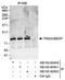 Tripartite Motif Containing 3 antibody, NB100-60400, Novus Biologicals, Western Blot image 