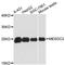 LDLR chaperone MESD antibody, A13931, ABclonal Technology, Western Blot image 